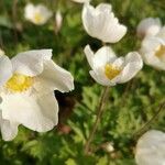 Anemone sylvestrisFlower