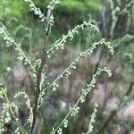 Artemisia campestris 花