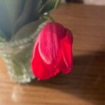 Tulipa agenensis Cvet