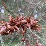 Allocasuarina torulosa Vrucht