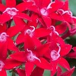 Pentas lanceolata ᱵᱟᱦᱟ