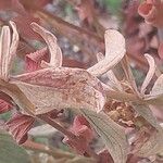 Hypericum hirsutum Likasa
