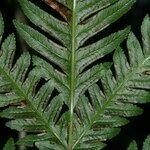 Pteris incompleta Leaf