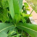 Lactuca virosa Leaf