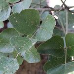 Erythrina abyssinica Leaf