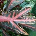 Codiaeum variegatum Blatt