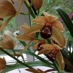 Cymbidium devonianum Blüte