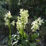 Orchis provincialis Elinympäristö