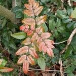 Berberis repens Folla