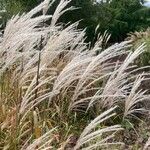 Miscanthus sinensis Blüte