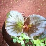 Begonia cucullata Frunză