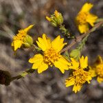 Holocarpha heermannii Flor