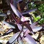 Tradescantia pallida Квітка