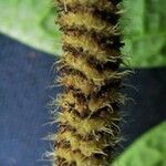 Piper fimbriulatum