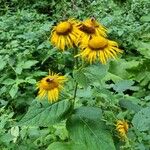 Inula heleniumΛουλούδι