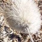 Lagurus ovatus Fruit