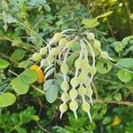 Sophora tomentosa Fruto