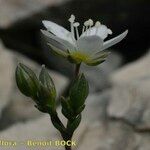 Arenaria provincialis Floare