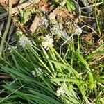 Muscari aucheri Flower