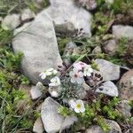 Androsace villosa Квітка