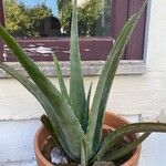 Aloe veraHoja