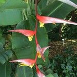 Heliconia collinsiana Flor