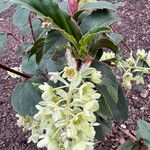 Ribes laurifolium Blatt