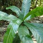 Atractocarpus baladicus Leaf