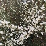 Cytisus multiflorus Flower