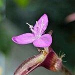 Tradescantia zebrina Flower
