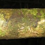 Pradosia ptychandra Bark
