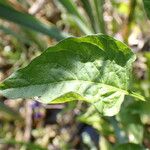 Solanum dulcamara Blatt