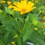 Heliopsis helianthoidesΦύλλο