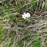 Androsace chamaejasme Flower