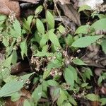 Ageratina riparia Flor