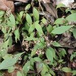 Ageratina riparia Blomma