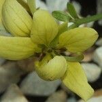 Cassia artensis