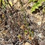 Achillea ageratum Характер