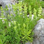 Sideritis hyssopifolia Hábito