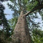 Cedrus deodara Habitus