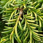 Taxus cuspidata Blatt