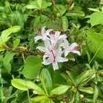 Rhododendron arborescens Flower