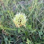 Trifolium ochroleucon Flower