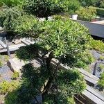 Podocarpus macrophyllus 整株植物