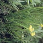 Lomatium triternatum Flower