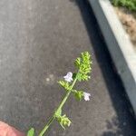 Clinopodium nepetaFlower