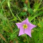 Sabatia campestris Flower