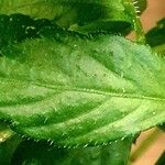 Gynostemma pentaphyllum Leaf