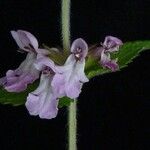 Stachys melissifolia Хабит