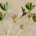 Trifolium cernuum Drugo